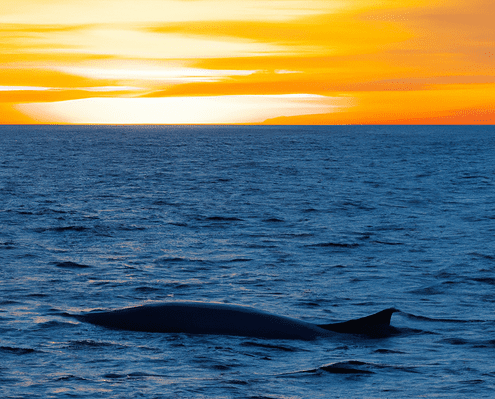 Wal vor Sonnenuntergang - ein Artikel des Digioneer Magazines